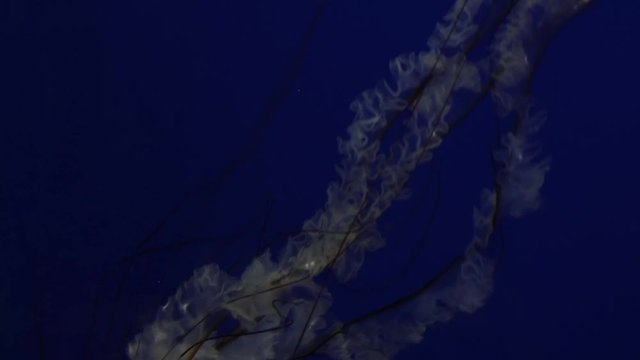 jelly fish bobbing and swimming against deep blue