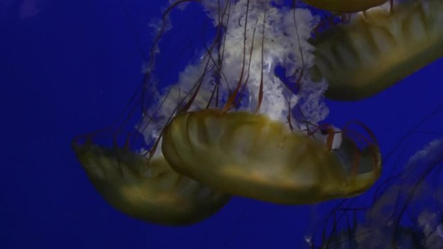 jelly fish bobbing and swimming against deep blue