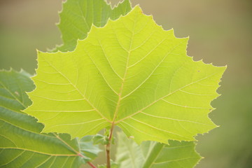 up-close green leaf isolated in nature