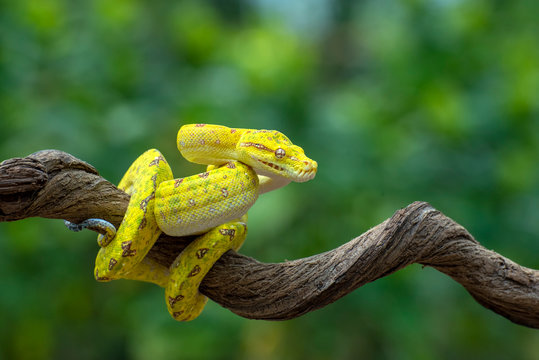 Green tree python on a branch, Indonesia
