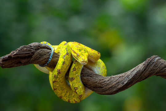 Green tree python on a branch, Indonesia
