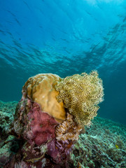 A coral colony in tropical waters