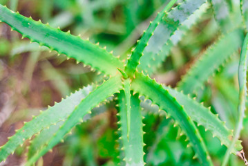 Aloe vera plants, tropical green plants, growing in the mountains, succulent