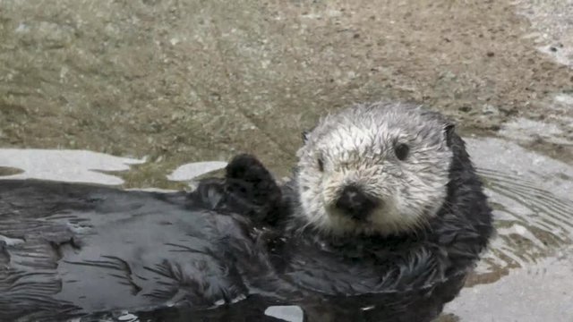 sea otter swimming and playing on its back