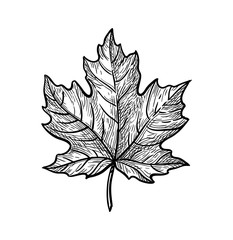 Ink sketch of maple leaf. - obrazy, fototapety, plakaty