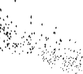 A flock of flying birds. Vector illustration