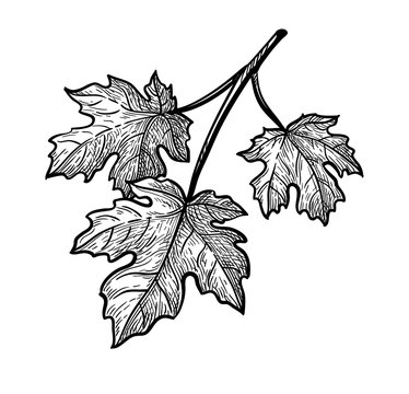 Ink sketch of maple branch.