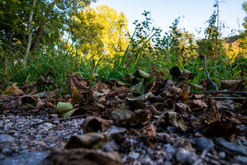 Herbst blätter Steine Natur Baum graß 