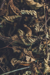 Twisted dry brown autumn leaves and branches. Natural forest background