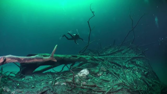 Divers in halocline near tree roots and sudden change of water salinity in cenotes of underwater cave in Mexico. Cave diving. Unique phenomenon of wildlife in underwater world.