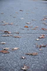 leaves in fall on road ascetic 