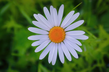 Obraz premium Daisy flower on a blurry green background, top view.