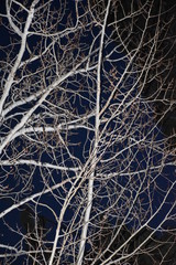 night time trees 