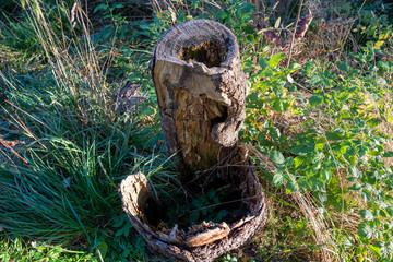 Baumstumpf baum holz natur 