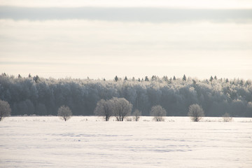 Fototapeta premium Snowy winter landscape in the field. Frozen white trees. Russian open spaces.