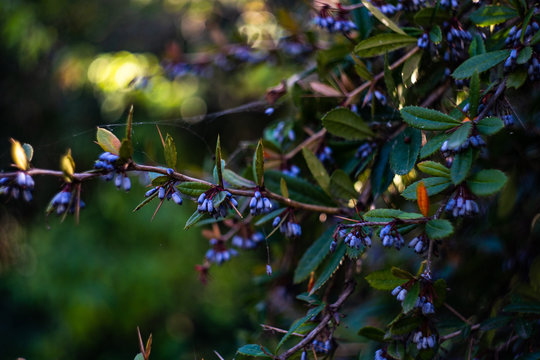 Autumnal garden with Berbery bush