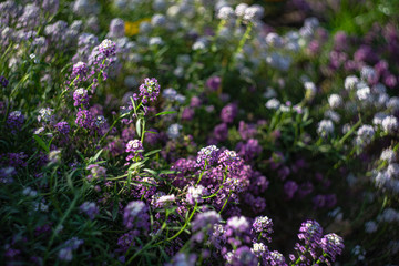 Blooming plants in a garden