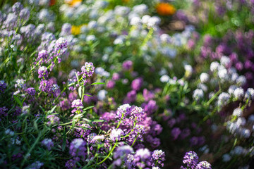 Obraz premium Blooming plants in a garden