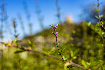 Spring time garden