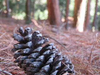 pine cones and pine cones