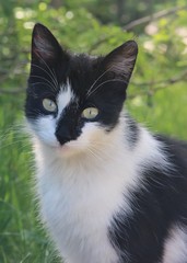 Naklejka na ściany i meble cat black with white spots on a walk on the background of green grass