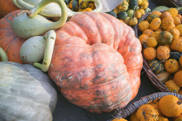 large pumpkin and squash displayed
