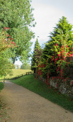path in the garden with red leaves