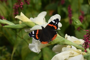 Butterfly landing on a White Flower in a Garden, Wings Wide Spread in an Outdoor Setting Surrounded by Green Leafs
