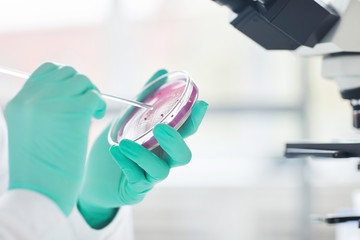 Close up of unrecognizable female scientist holding petri dish with test sample while working in...