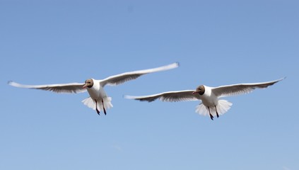 seagull in flight