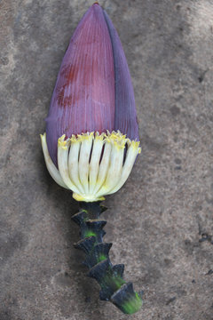 Bananenbl&uuml;te Bananenherz Banane Bananen Bl&uuml;te Bananenbl&uuml;tensalat essbar Frucht Obst Bio Bioanbau exotisch Paradiesfeige Anbau Produktion Musa Musaceae 