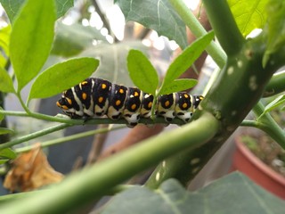caterpillar on leaf