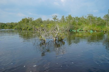 The river is wide.  Is the home of many lotus flowers