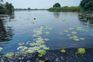 The river is wide.  Is the home of many lotus flowers