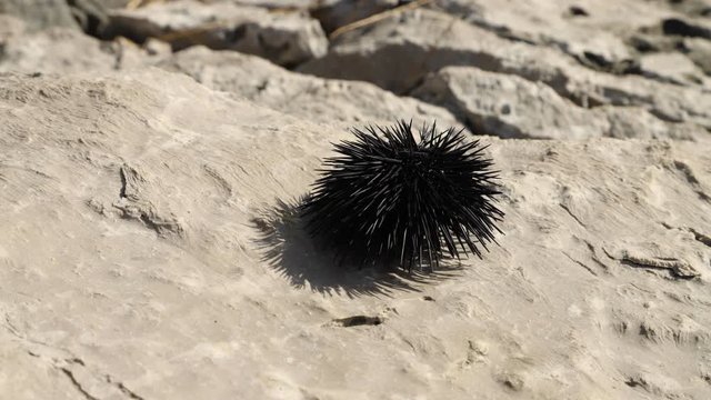 Movement of black sea urchin on rock. Time lapse