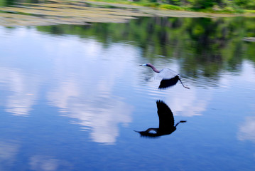 great blue heron during takeoff from water surface