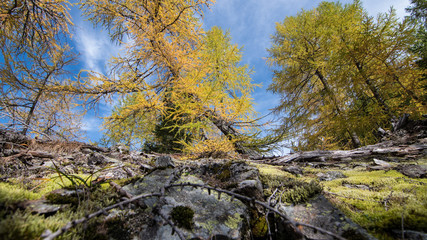 beautiful autumn scene, european larch