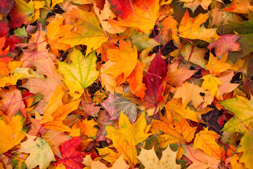 Fototapeta na wymiar Red and yellow fallen autumn leaves lying on the ground.