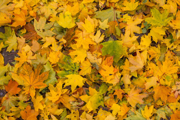 Naklejka na ściany i meble Fallen yellow autumn leaves lying on the ground.