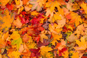 Naklejka na ściany i meble Fallen red-yellow autumn leaves lying on the ground.