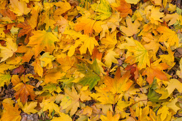 Naklejka na ściany i meble Maple yellow leaves had fallen to the ground.