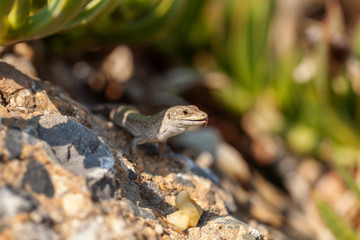 Obraz premium a little lizard is sitting on a stone. wild nature