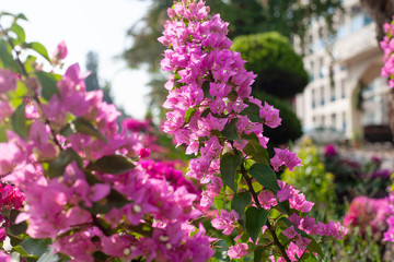 Obraz premium bougainvillea flowers. gentle natural background