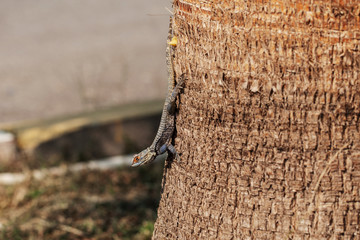 a little lizard sits on a tree trunk. wild nature