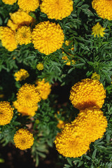 Marigold flowers are orange and yellow. natural background