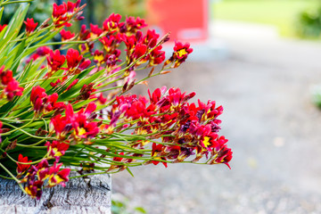 long stalk Red Sparaxis tricolor in garden house