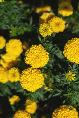 Marigold flowers are orange and yellow. natural background