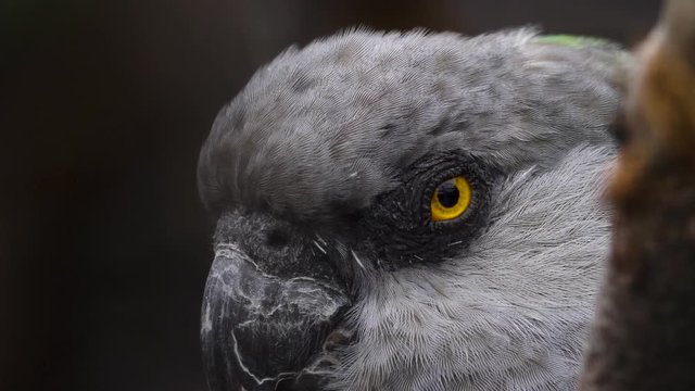 Brown-necked parrot close up of head looking to the left and blinking with his eyes.