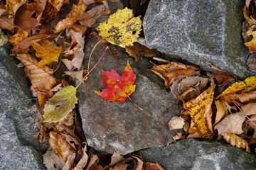 Single fire color leaf of autumn season color change sits among the rocks 