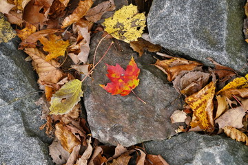 Single fire color leaf of autumn season color change sits among the rocks 
